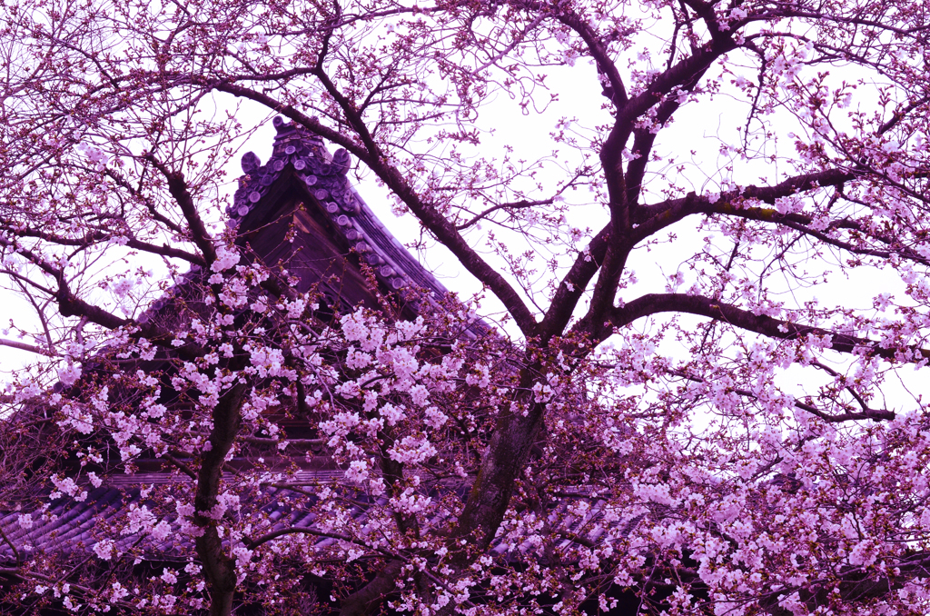 古都の桜