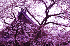 古都の桜