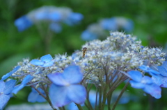 花とたわむれる