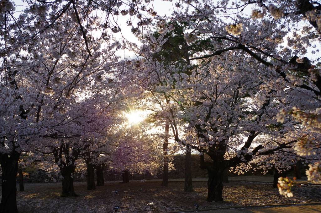 桜に沈む春の夕日