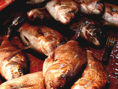 魚