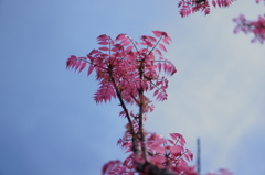 葉