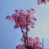 葉