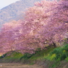 河津町 河津桜