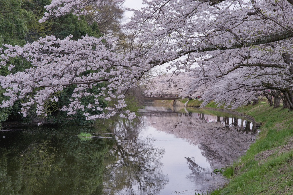 福岡堰 2