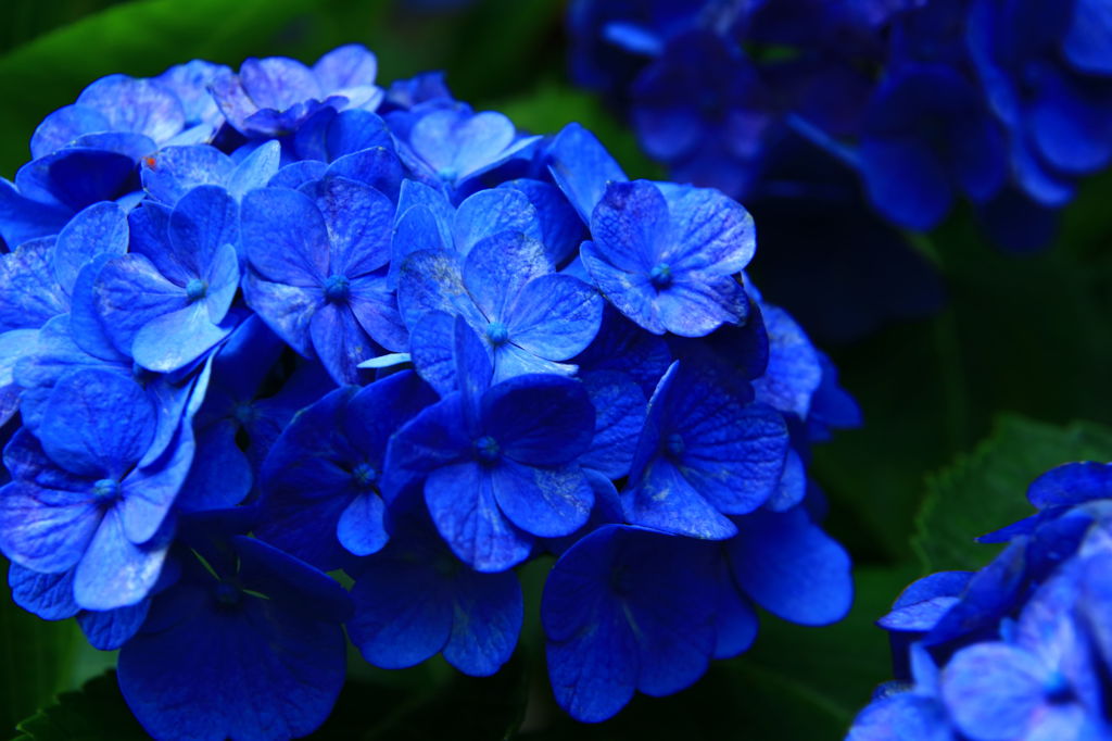 鎌倉 紫陽花
