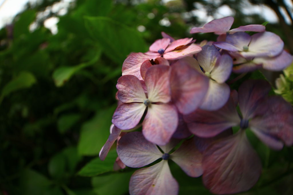 鎌倉 紫陽花2