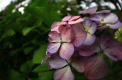 鎌倉 紫陽花2