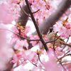 三浦海岸河津桜