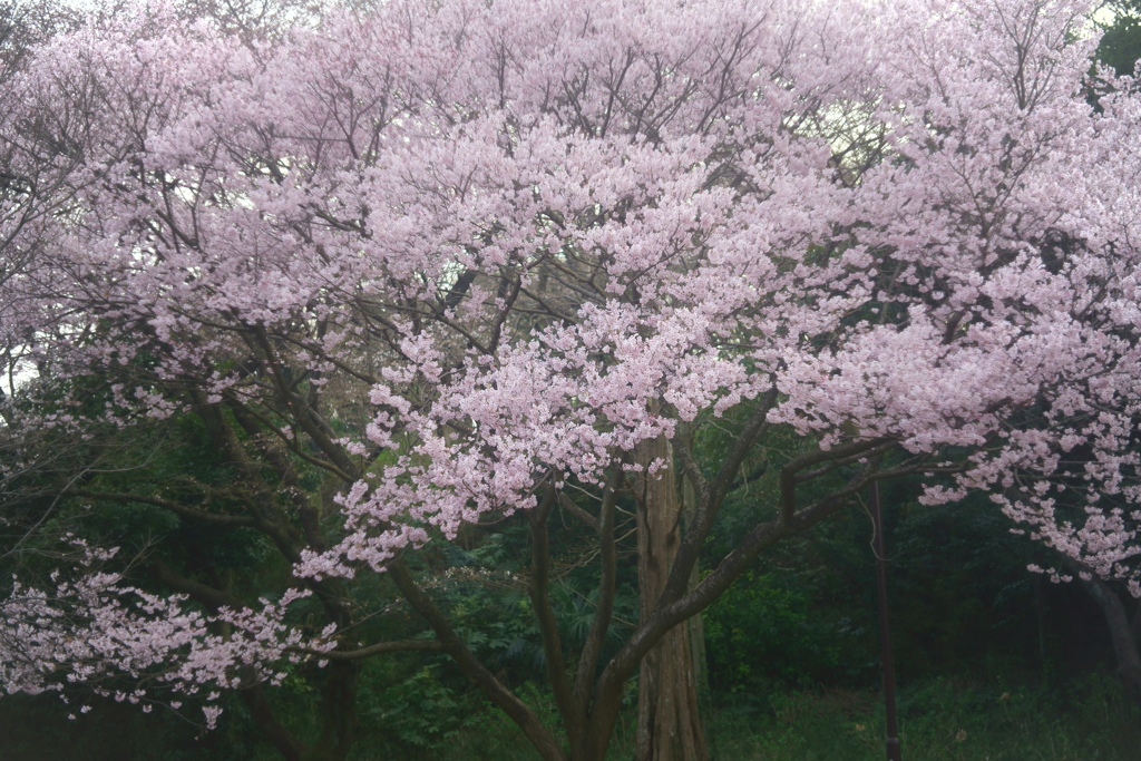 三ツ池公園 