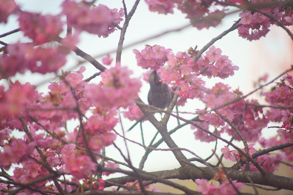 三ツ池公園