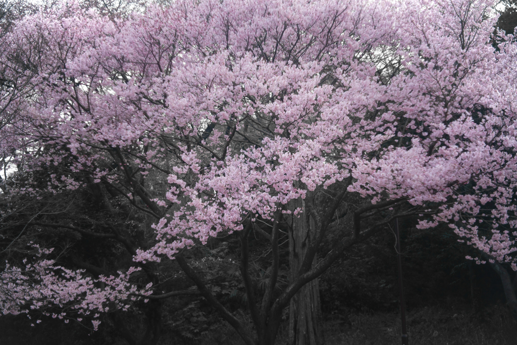 三ツ池公園