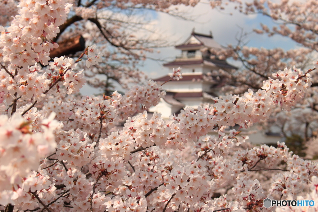 桜とお城