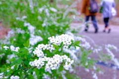 花見の脇役