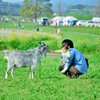 赤ちゃんとヤギ