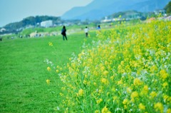 菜の花◎