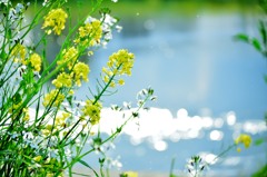 菜の花