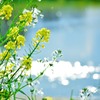 菜の花