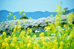 菜の花と桜～◎