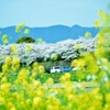 菜の花と桜～◎