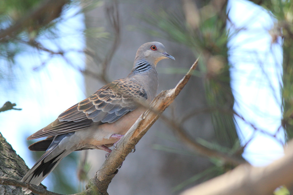 鳩