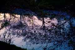 川の夜桜