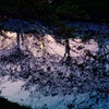 川の夜桜