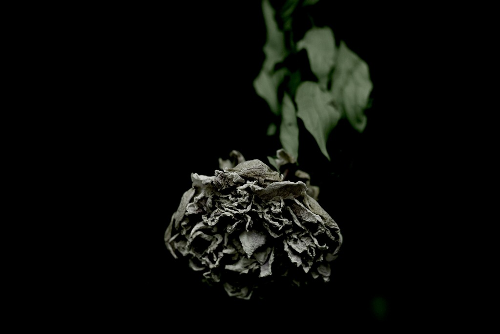 芍薬