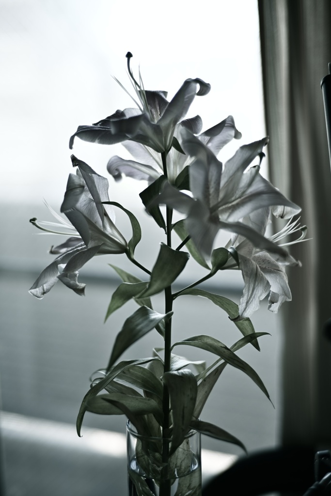 Lily