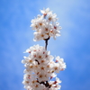 花束