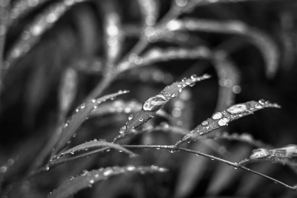 雨あがり