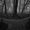 霧の森の小径