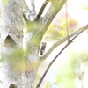 夏が鳴る