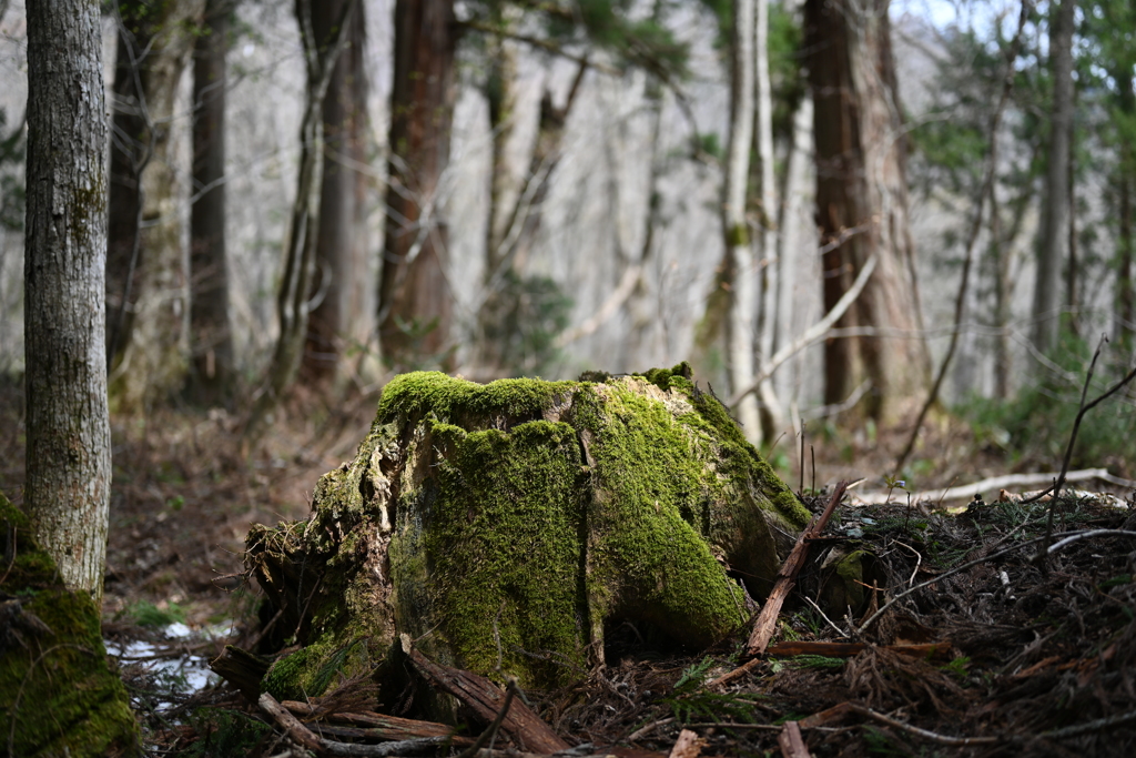 苔むす