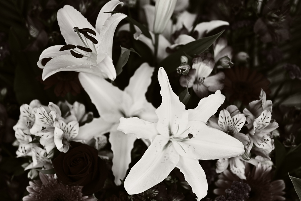 Monochrome lily