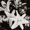 Monochrome lily
