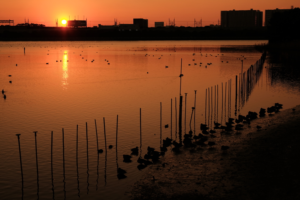 干潟の夕方