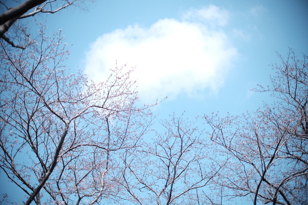 まだ蕾