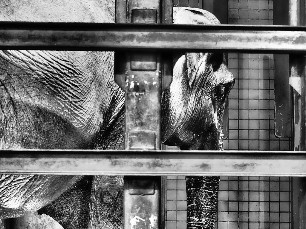 white elephant