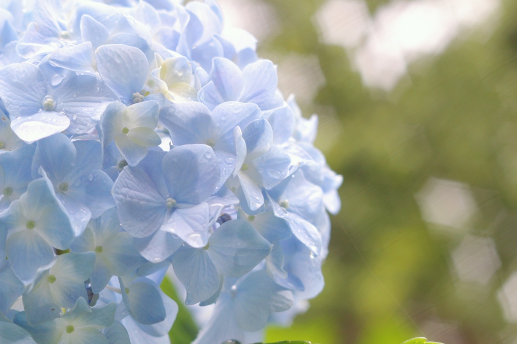 Hydrangea