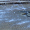Splash
