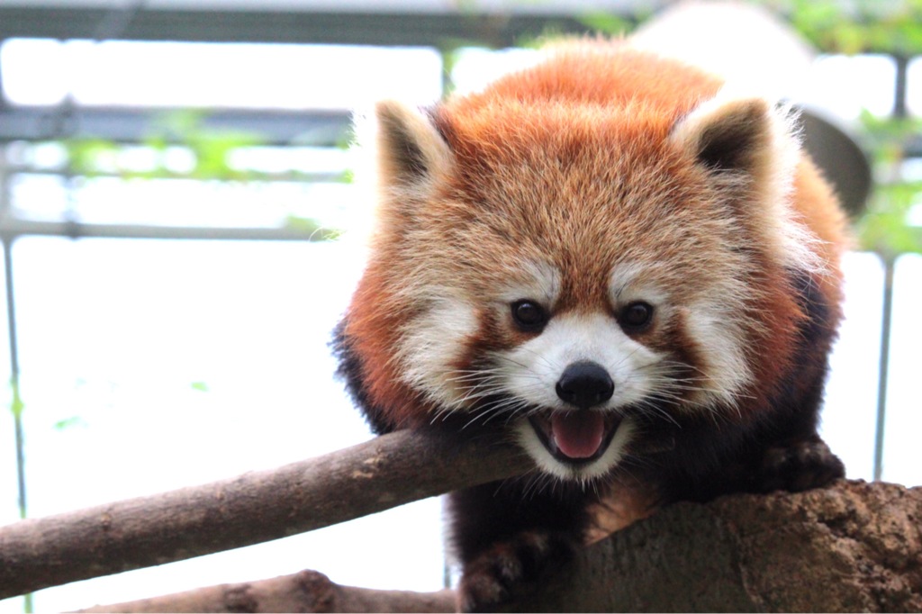 Lesser panda