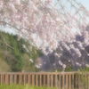 しだれ桜