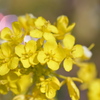 菜の花にピンク