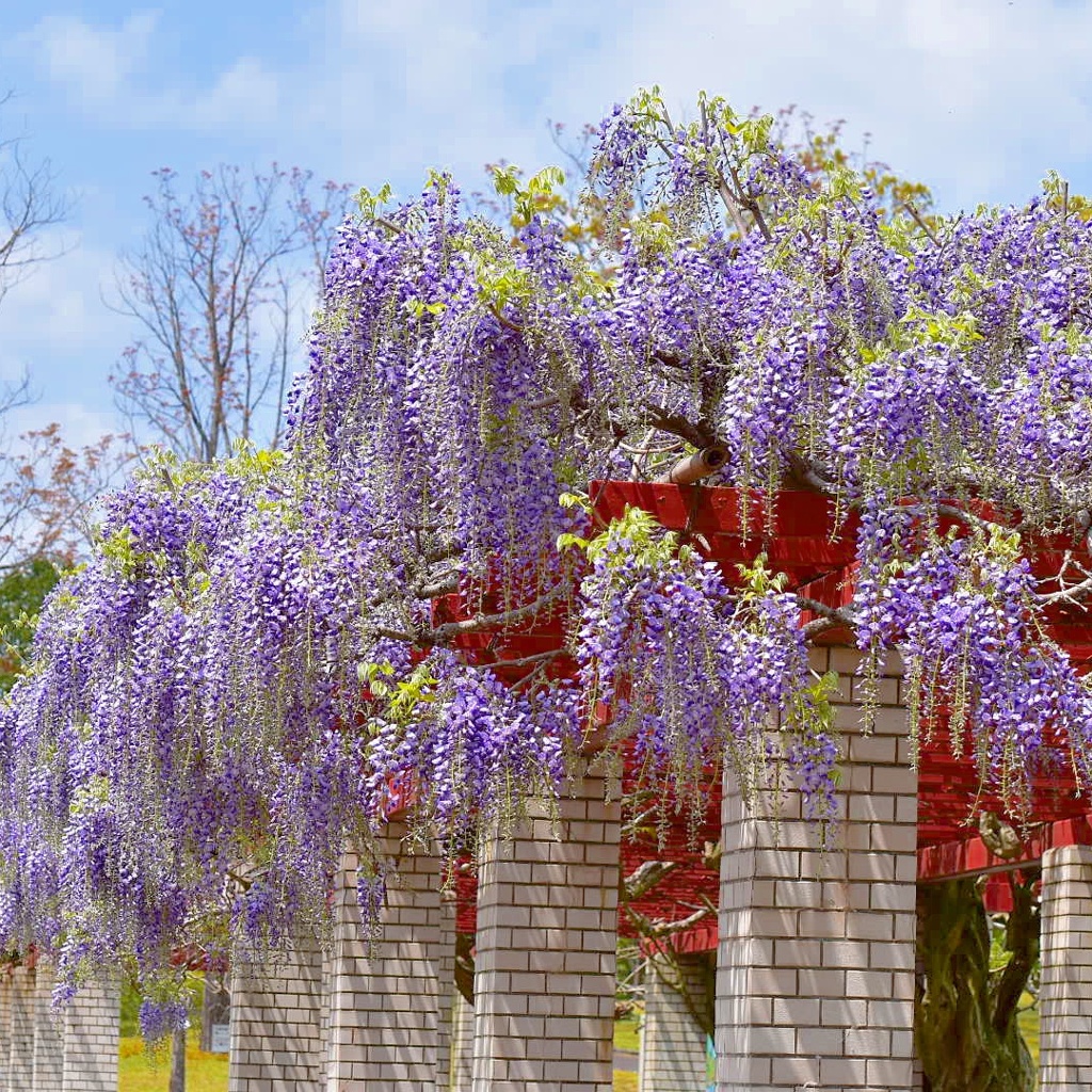 藤の花