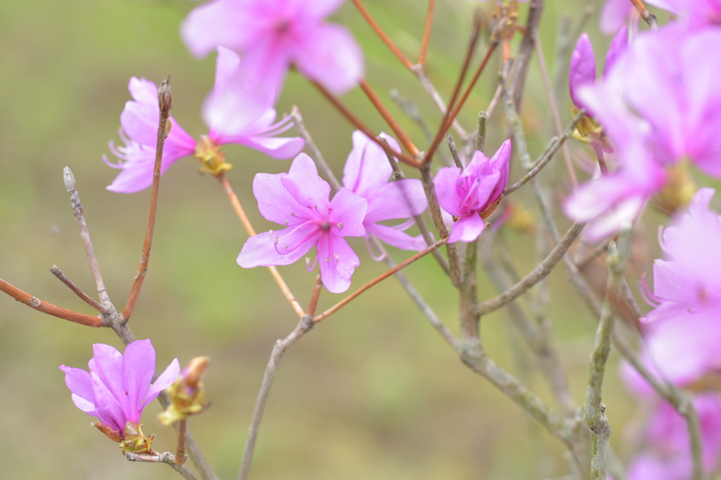 お花