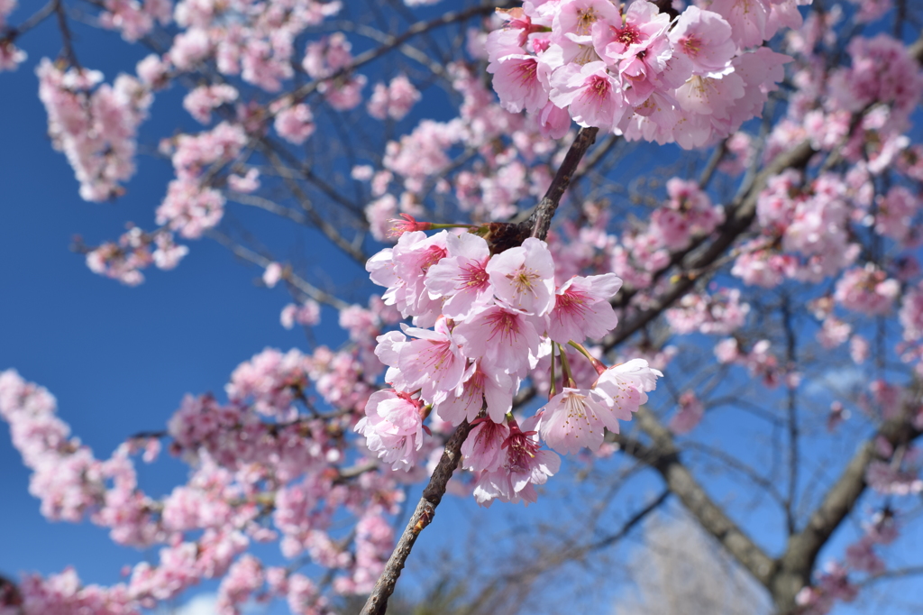 桜