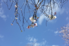 冬桜