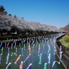 館林さくらまつりとこいのぼりの里まつり