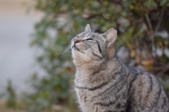 野良猫